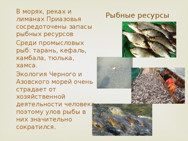 Обитатели кубани. Рыбные ресурсы Азовского моря. Рыба обитающая в Кубани. Рыбы обитающие в реке Кубань. Богатства Азовского моря.
