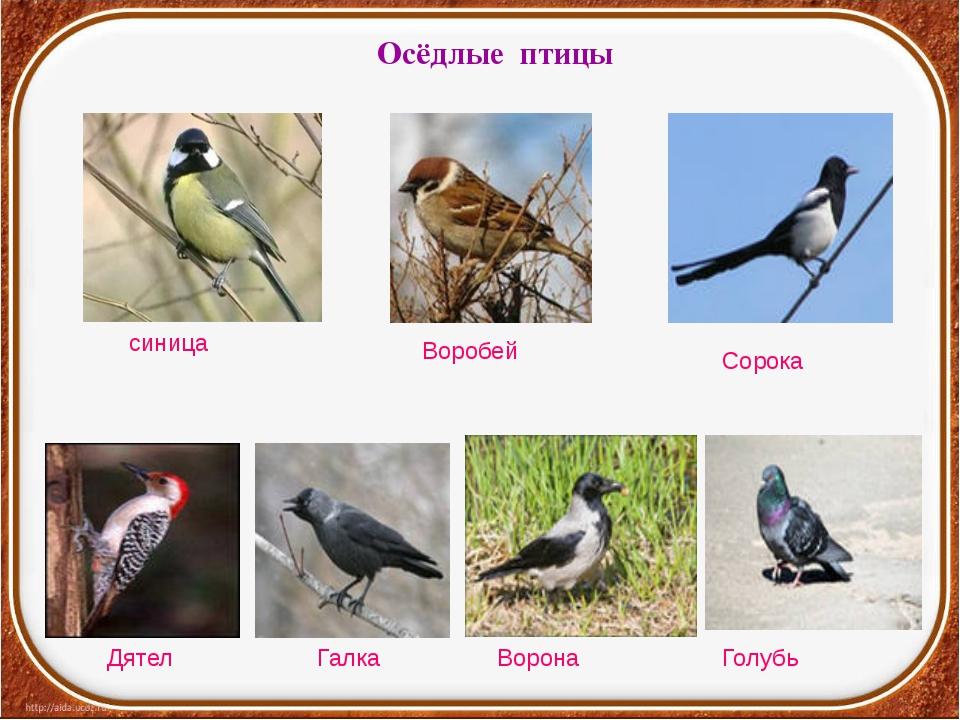Оседлые это какие. Оседлые птицы Урала. Седая птица. Оседлые зимующие птицы. Кочующие птицы для дошкольников.