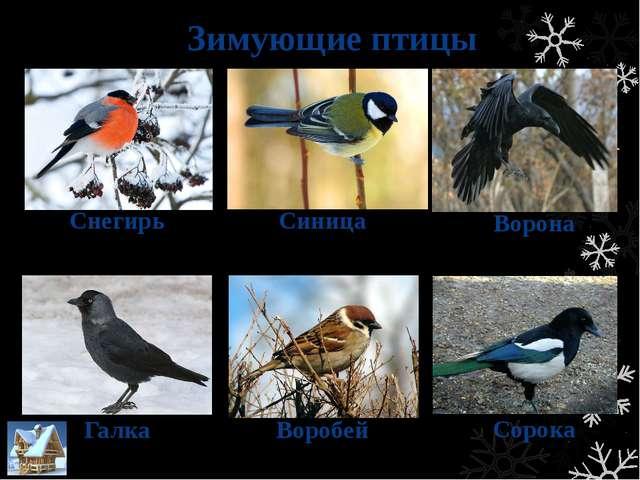 Картинки для детей снегирь синица воробей