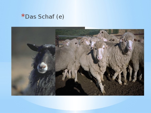 Das Schaf (e) 