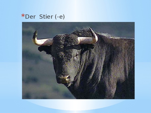 Der Stier (-e) 