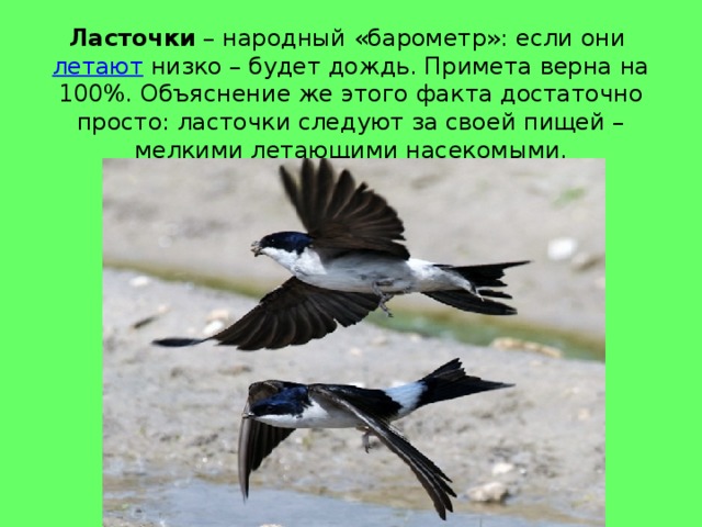 Ласточки – народный «барометр»: если они летают низко – будет дождь. Примета верна на 100%. Объяснение же этого факта достаточно просто: ласточки следуют за своей пищей – мелкими летающими насекомыми. 