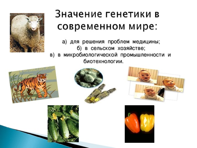 Презентация значение генетики