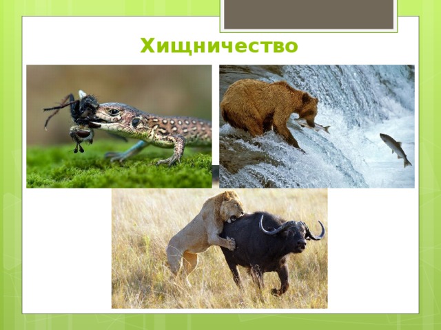 Межвидовые взаимоотношения в экосистеме презентация