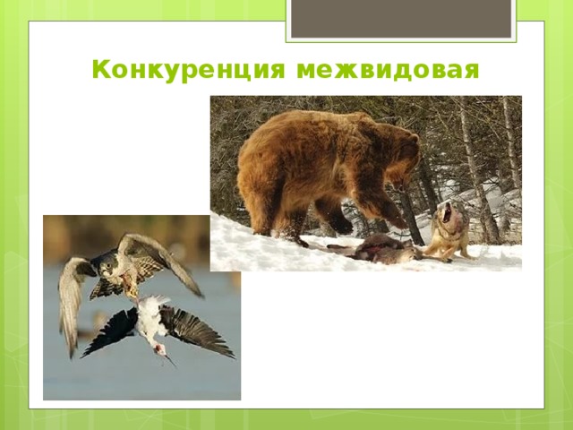 Презентация межвидовые взаимоотношения