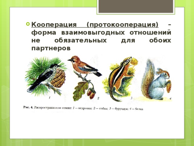 Межвидовые взаимоотношения в экосистеме презентация
