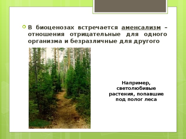 Презентация на тему "Типы экологических взаимоотношений" - скачать презентации п