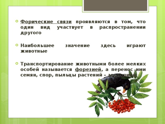 Выберете пример форической связи