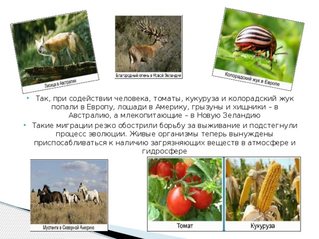 Так, при содействии человека, томаты, кукуруза и колорадский жук попали в Европу, лошади в Америку, грызуны и хищники – в Австралию, а млекопитающие – в Новую Зеландию Такие миграции резко обострили борьбу за выживание и подстегнули процесс эволюции. Живые организмы теперь вынуждены приспосабливаться к наличию загрязняющих веществ в атмосфере и гидросфере 