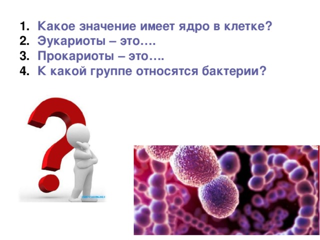 Какое значение имеет ядро в клетке? Эукариоты – это…. Прокариоты – это…. К какой группе относятся бактерии?  