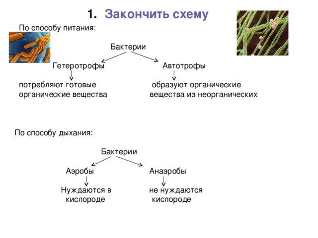 Классификация бактерий автотрофы. Схема питания бактерий.