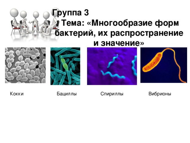 Группа 3  Тема: «Многообразие форм бактерий, их распространение и значение»  Кокки Бациллы Спириллы Вибрионы 