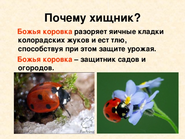 Почему хищник?  Божья коровка разоряет яичные кладки колорадских жуков и ест тлю, способствуя при этом защите урожая.  Божья коровка – защитник садов и огородов. 