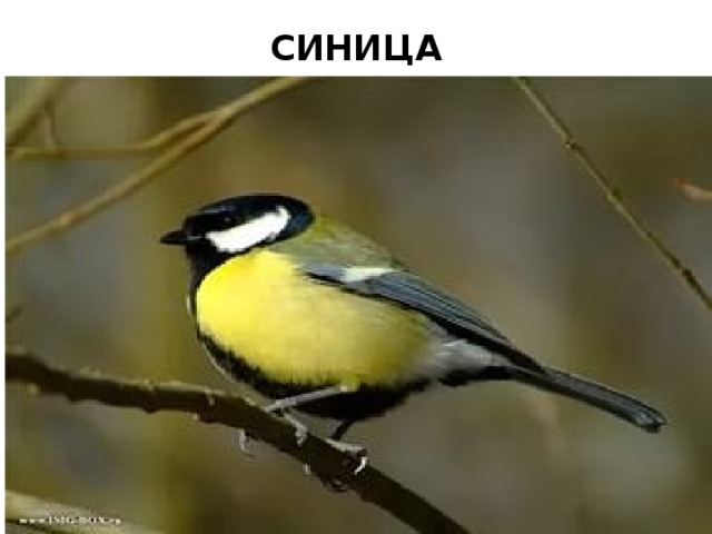 СИНИЦА 