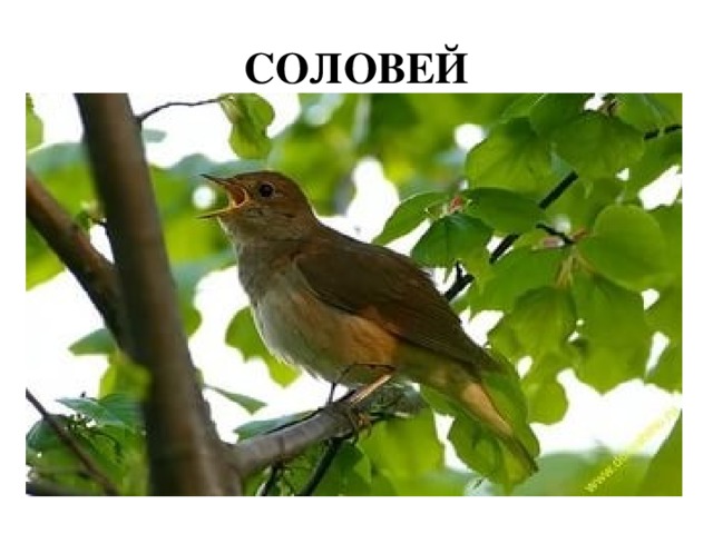 СОЛОВЕЙ 