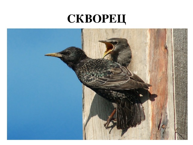 СКВОРЕЦ 