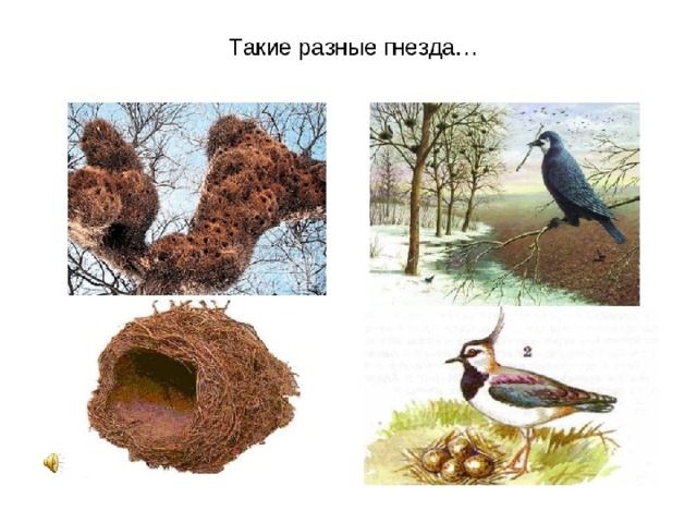 Где живут птицы картинки