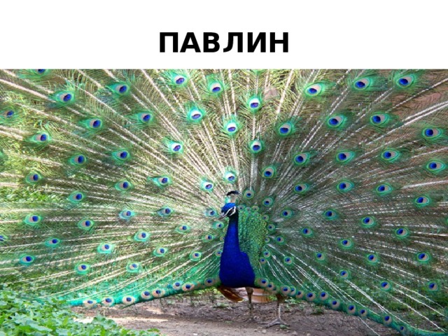 ПАВЛИН 