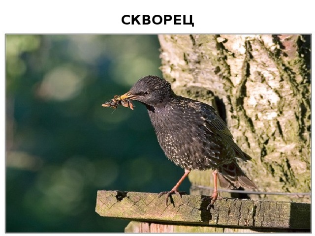 СКВОРЕЦ 