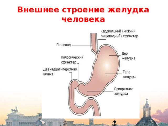 Внутреннее строение желудка. Строение желудка вид спереди. Желудок человека строение и функции. Желудок человека анатомия строение и функции. Наружное строение желудка.