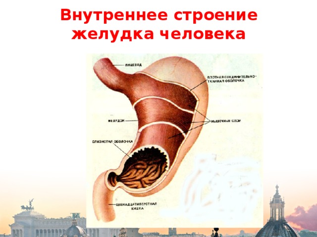 Строение желудка пищеварение в желудке. Строение желудка человека. Внутренне строение желудка. Внутреннее строение желудка человека. Внутреннее строение желудка анатомия.