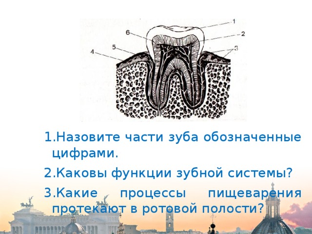 Назовите процессы обозначенные на рисунке цифрами