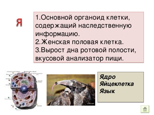 Содержит наследственную информацию. Органоиды содержащие наследственную информацию.