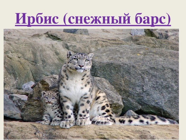 Ирбис (снежный барс) 