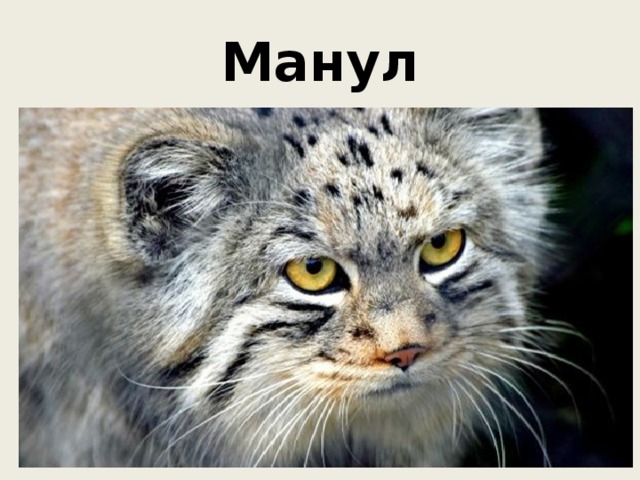 Манул 