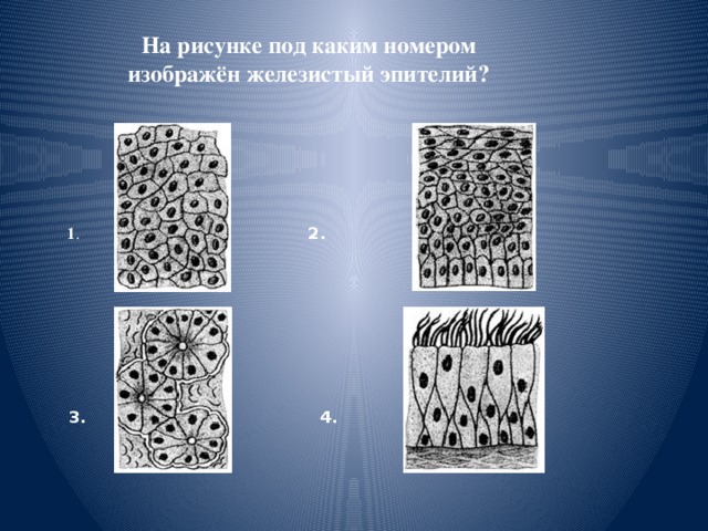 4 на рисунке изображена ткань. На рисунке под каким номером изображён реснитчатый эпителий?. На рисунке под каким номером изображён железистый эпителий?. На рисунке под каким номером изображён реснитчатый эпители. Паравульнарные ткани что это.