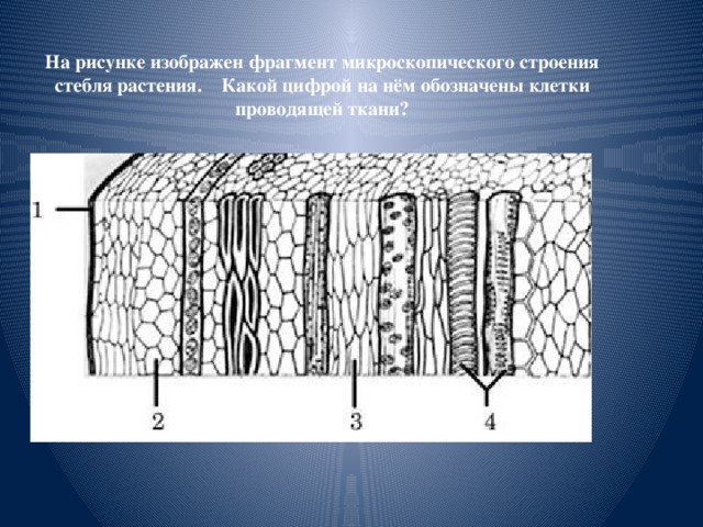 Ткань изображенная на рисунке обладает возбудимостью