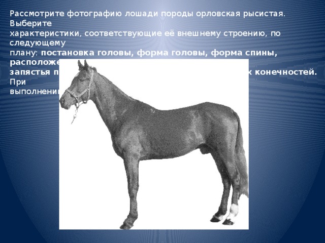 Рассмотрите фотографию коричневой лошади с черными. Рассмотрите фотографию лошади. Рассмотрите фотографию лошади породы. Выберите характеристики соответствующие внешнему строению лошади. Постановка конечностей у лошадей Орловской рысистой.