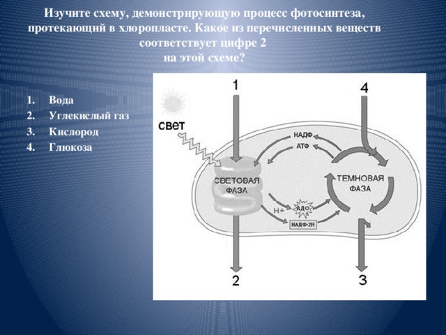 Какое вещество соответствует. Схема демонстрирующая процесс фотосинтеза протекающий в хлоропласте. Процессы протекающие в хлоропласте. Изучите схему демонстрирующую процесс фотосинтеза. Процесс фотосинтеза в хлоропластах схема.