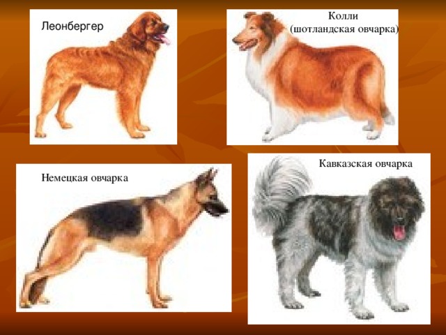 Колли  (шотландская овчарка) Леонбергер  Кавказская овчарка Немецкая овчарка