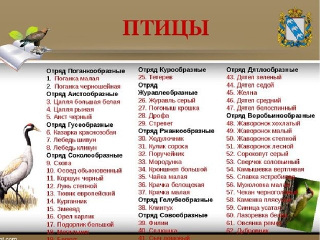 Название отрядов птиц. Отряды птиц. Отряды птиц и представители. Птицы по отрядам. Классификация птиц отряды.