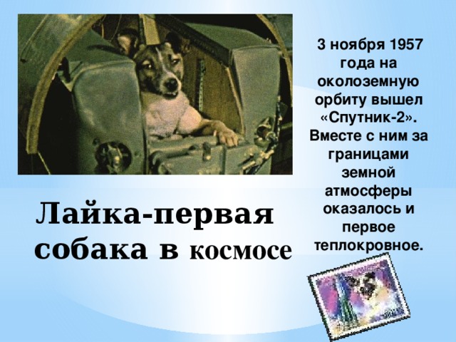  3 ноября 1957 года на околоземную орбиту вышел «Спутник-2». Вместе с ним за границами земной атмосферы оказалось и первое теплокровное. Лайка-первая собака в космосе 