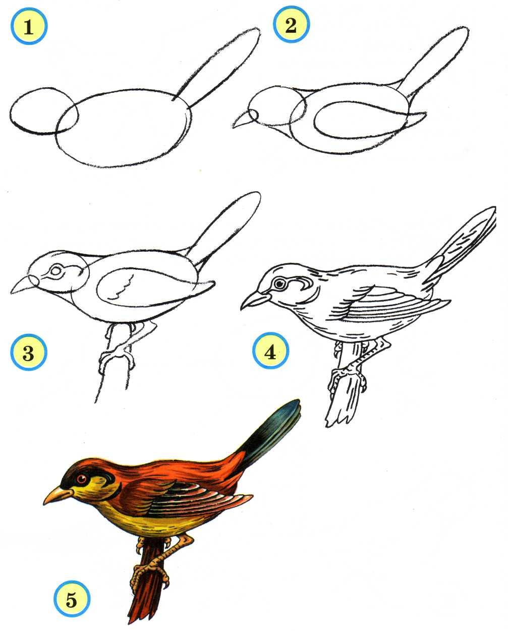 Рисунок птички поэтапно