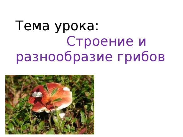 Тема урока:   Строение и разнообразие грибов