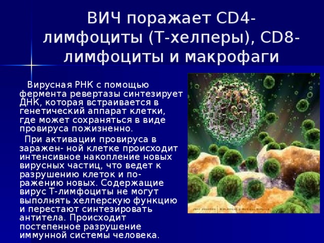ВИЧ поражает CD4-лимфоциты (Т-хелперы), CD8-лимфоциты и макрофаги  Вирусная РНК с помощью фермента ревертазы синтезирует ДНК, которая встраивается в генетический аппарат клетки, где может сохраняться в виде провируса пожизненно.  При активации провируса в заражен- ной клетке происходит интенсивное накопление новых вирусных частиц, что ведет к разрушению клеток и по- ражению новых. Содержащие вирус Т-лимфоциты не могут выполнять хелперскую функцию и перестают синтезировать антитела. Происходит постепенное разрушение иммунной системы человека. 