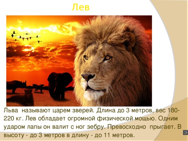 Лев кличка. Льва называют царем зверей. Почему Льва называют царем животных. Речь Льва царя зверей. Почему Льва называют королем зверей.