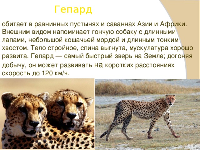 Животные саванны доклад 1 класс окружающий мир. Гепард описание животного. Доклад о гепарде. Сообщение о животном гепард. Гепард презентация.