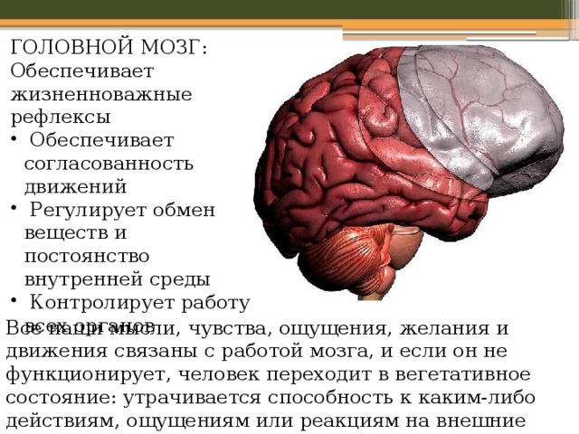 Презентация по биологии 8 класс головной мозг