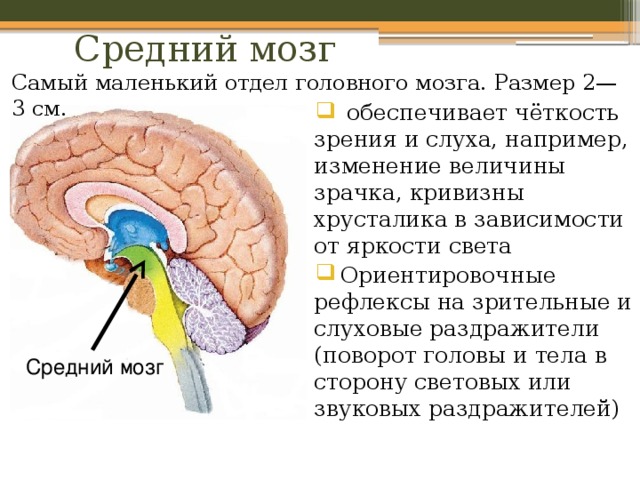 Картинка маленький мозг