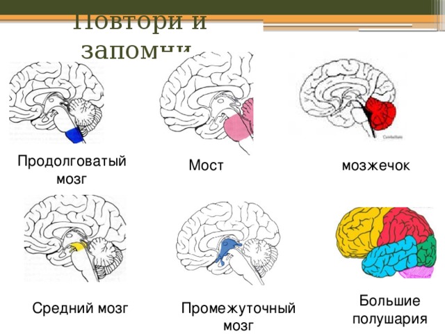 Функции моста и среднего мозга. Продолговатый мозг,мост,средний мозг, мозжечок,промежуточный. Продолговатый мозг мост и мозжечок. Мост мозжечок средний мозг. Средний мост и продолговатый мозг.