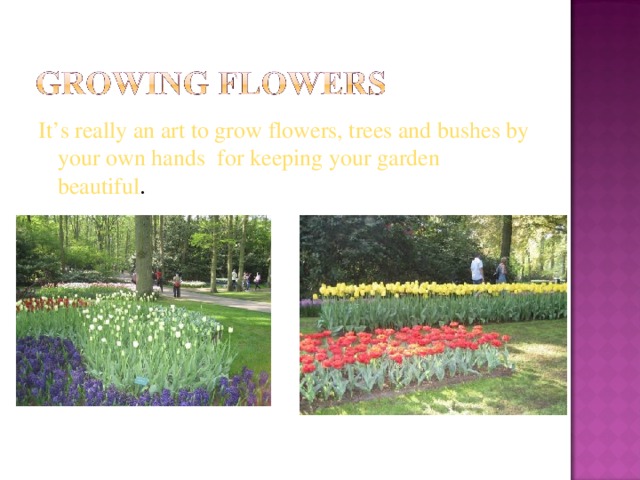 It’s really an art to grow flowers, trees and bushes by your own hands for keeping your garden beautiful . 
