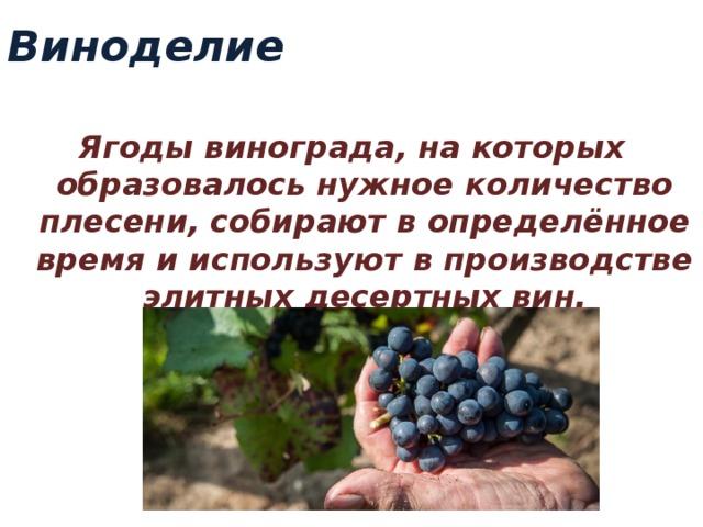 Виноделие Ягоды винограда, на которых образовалось нужное количество плесени, собирают в определённое время и используют в производстве элитных десертных вин. 