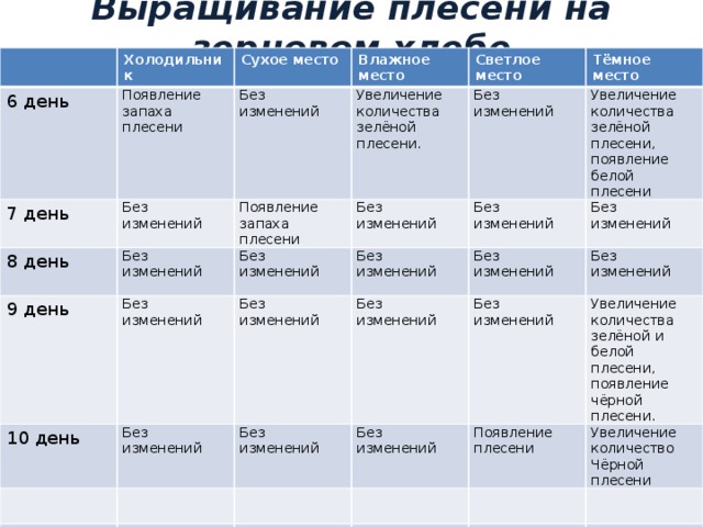 Исследования условий образования и роста плесени на хлебе проект