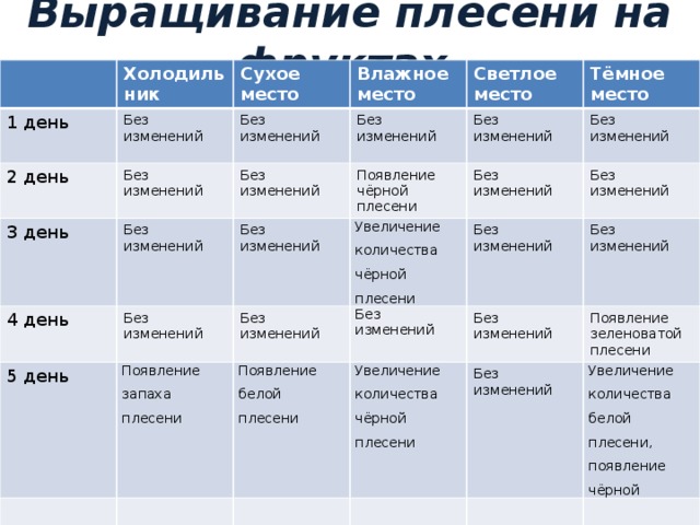 Исследования условий образования и роста плесени на хлебе проект