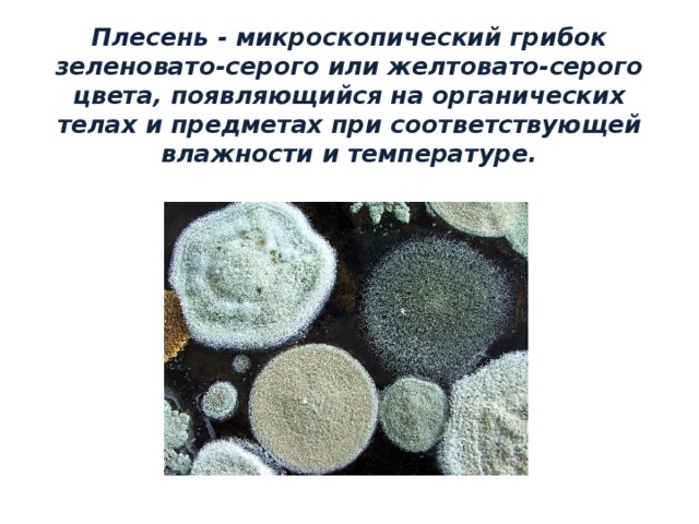 Плесень - микроскопический грибок зеленовато-серого или желтовато-серого цвета, появляющийся на органических телах и предметах при соответствующей влажности и температуре.   