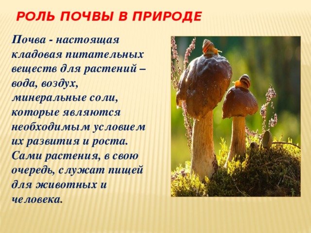 Охарактеризуйте роль в природе. Роль почвы в природе. Роль почвы в жизни растений. Роль почвы в жизнедеятельности человека. Роль почвы в жизни человека.